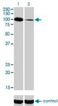 Monoclonal Anti-SYNJ2 antibody produced in mouse clone 2H8, purified immunoglobulin, buffered aqueous solution