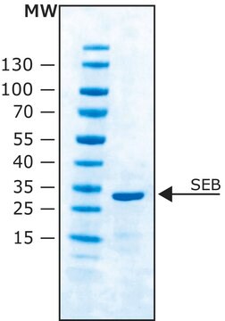 Staphylococcal enterotoxin B from Staphylococcus aureus