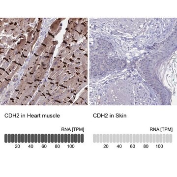 Anti-CDH2 antibody produced in rabbit Prestige Antibodies&#174; Powered by Atlas Antibodies, affinity isolated antibody, buffered aqueous glycerol solution