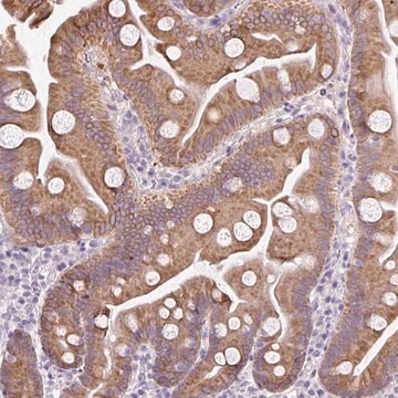 Anti-COL9A2 antibody produced in rabbit Prestige Antibodies&#174; Powered by Atlas Antibodies, affinity isolated antibody, buffered aqueous glycerol solution