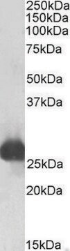 Anti-Gsta3 antibody produced in goat affinity isolated antibody, buffered aqueous solution