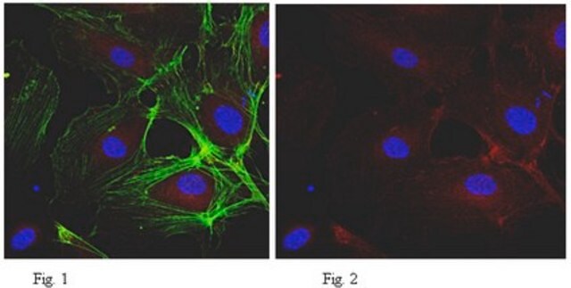 Anti-VE-Cadherin Antibody (CD144), clone BV9 clone BV9, from mouse