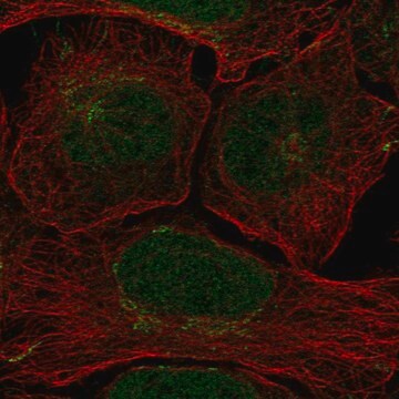 Anti-CLSPN antibody produced in rabbit Prestige Antibodies&#174; Powered by Atlas Antibodies, affinity isolated antibody