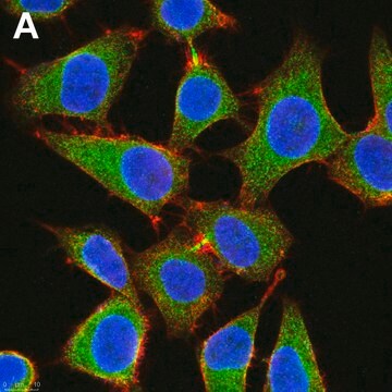 Anti-eIF-2&#945; Antibody, clone 3M6 ZooMAb&#174; Rabbit Monoclonal recombinant, expressed in HEK 293 cells