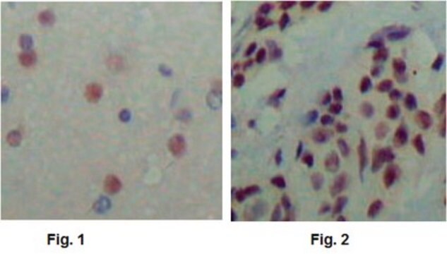 Anti-N-CoR1, clone 7A7A9 Antibody ascites fluid, clone 7A7A9, from mouse