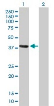 Anti-MAGEA4 antibody produced in mouse purified immunoglobulin, buffered aqueous solution