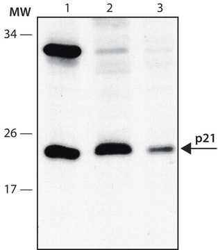 Anti-p21WAF1/Cip1antibody, Mouse monoclonal clone CP74, purified from hybridoma cell culture