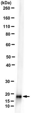 Anti-Strep-Tag Antibody, clone C23.21