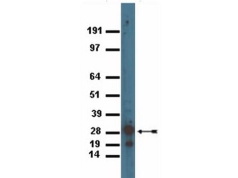 Anti-GFP Antibody Chemicon&#174;, from rabbit