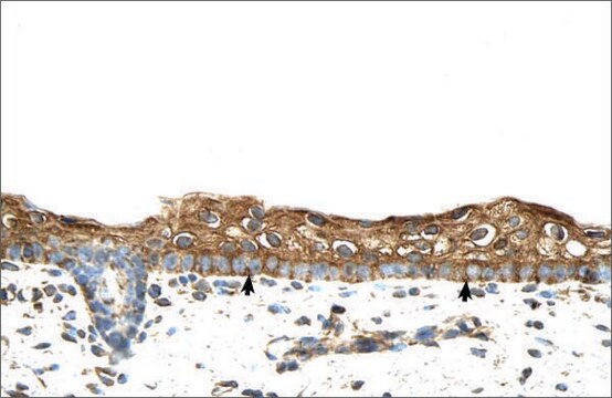 Anti-RBPMS antibody produced in rabbit affinity isolated antibody