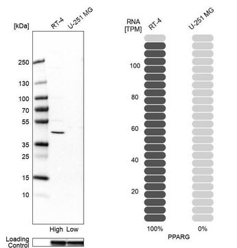 Anti-PPARG antibody produced in rabbit Prestige Antibodies&#174; Powered by Atlas Antibodies, affinity isolated antibody