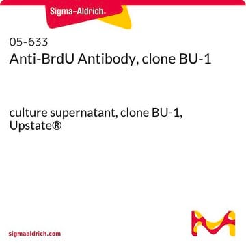 Anti-BrdU Antibody, clone BU-1 culture supernatant, clone BU-1, Upstate&#174;