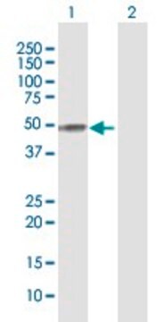 Anti-APOH antibody produced in rabbit purified immunoglobulin, buffered aqueous solution