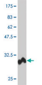 Monoclonal Anti-POLD4 antibody produced in mouse clone 2C11, purified immunoglobulin, buffered aqueous solution