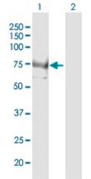 Anti-INPP5E antibody produced in mouse purified immunoglobulin, buffered aqueous solution