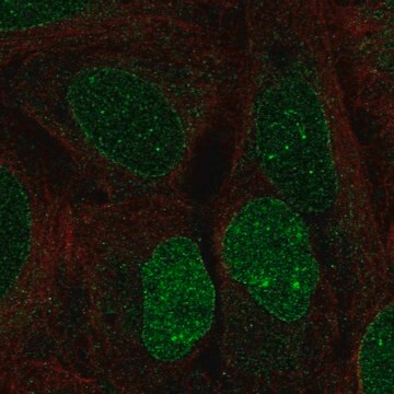 Anti-HS6ST3 antibody produced in rabbit Prestige Antibodies&#174; Powered by Atlas Antibodies, affinity isolated antibody