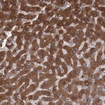 Anti-AASDH antibody produced in rabbit Prestige Antibodies&#174; Powered by Atlas Antibodies, affinity isolated antibody, buffered aqueous glycerol solution