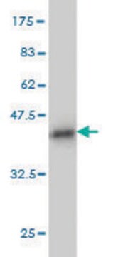 ANTI-PUM2 antibody produced in mouse clone 7B8, purified immunoglobulin, buffered aqueous solution