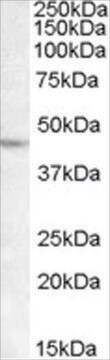 Anti-LHX2 antibody produced in goat affinity isolated antibody, buffered aqueous solution