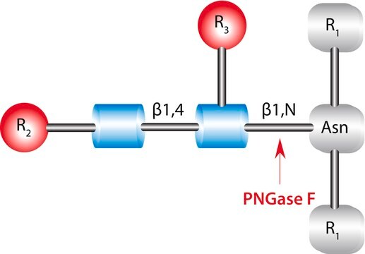 PNGase F from Elizabethkingia meningoseptica ready-to-use solution, recombinant, expressed in E. coli