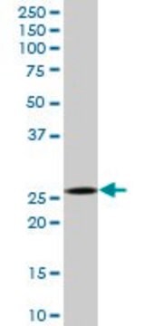 Anti-CAPNS1 antibody produced in mouse purified immunoglobulin, buffered aqueous solution