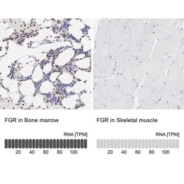 Anti-FGR antibody produced in rabbit Prestige Antibodies&#174; Powered by Atlas Antibodies, affinity isolated antibody, buffered aqueous glycerol solution