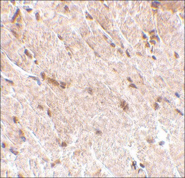 Anti-MAPKAP1 (ab2) antibody produced in rabbit affinity isolated antibody, buffered aqueous solution