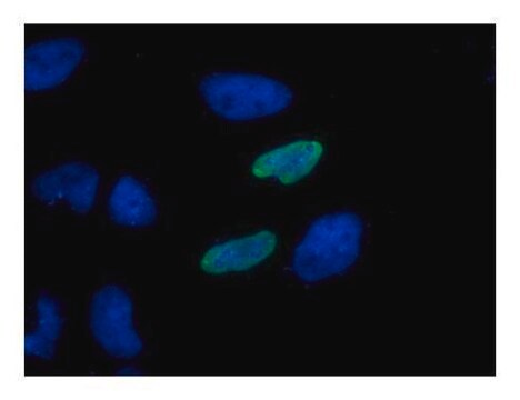 Monoclonal Anti-HA tag antibody produced in mouse clone GT423, affinity isolated antibody