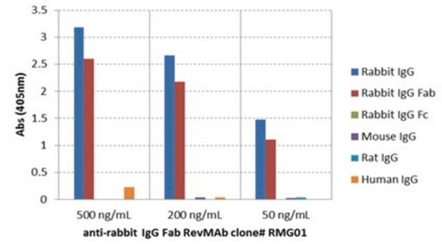 Goat Anti-Rabbit IgG Fab Antibody, clone RMG01 clone RMG01, from goat