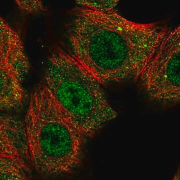 Anti-CNOT10 antibody produced in rabbit Prestige Antibodies&#174; Powered by Atlas Antibodies, affinity isolated antibody