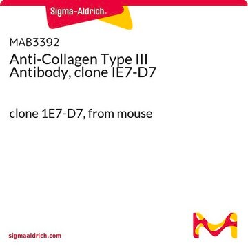 Anti-Collagen Type III Antibody, clone IE7-D7 clone 1E7-D7, from mouse