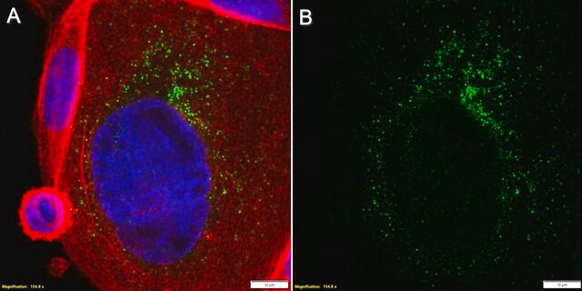 Anti-Perforin-1 Antibody, clone dG9 ZooMAb&#174; Mouse Monoclonal recombinant, expressed in HEK 293 cells