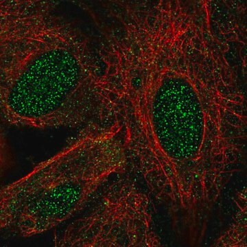 Anti-LHX8 antibody produced in rabbit Prestige Antibodies&#174; Powered by Atlas Antibodies, affinity isolated antibody