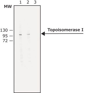 Monoclonal Anti-Topoisomerase I antibody produced in mouse clone Mab1, purified immunoglobulin, buffered aqueous solution