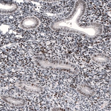 Monoclonal Anti-METTL14 antibody produced in mouse Prestige Antibodies&#174; Powered by Atlas Antibodies, clone CL4254, purified immunoglobulin