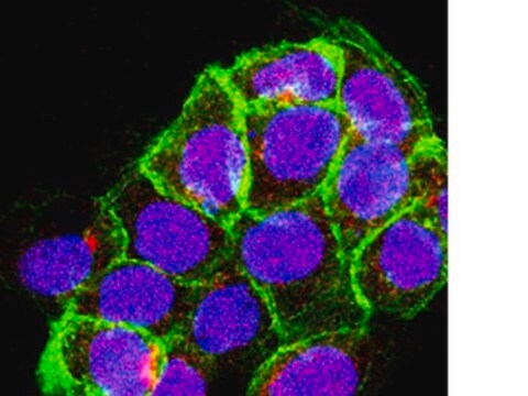 Anti-Sin1 Antibody, clone 1C7.2 clone 1C7.2, from mouse