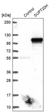 Anti-SUPT20H antibody produced in rabbit Prestige Antibodies&#174; Powered by Atlas Antibodies, affinity isolated antibody, buffered aqueous glycerol solution