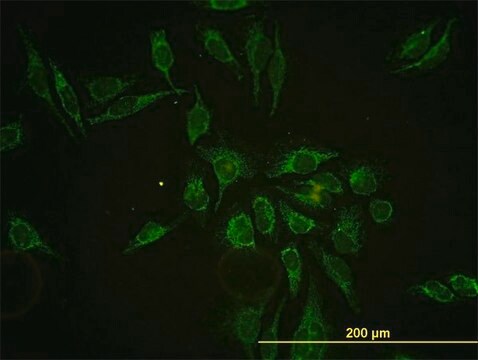 Monoclonal Anti-HTRA2, (C-terminal) antibody produced in mouse clone 3G5, purified immunoglobulin, buffered aqueous solution