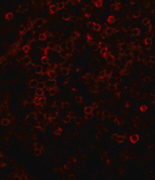 Anti-Rabbit IgG (whole molecule)–TRITC antibody produced in goat affinity isolated antibody, buffered aqueous solution