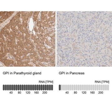 Anti-GPI antibody produced in rabbit Prestige Antibodies&#174; Powered by Atlas Antibodies, affinity isolated antibody, buffered aqueous glycerol solution