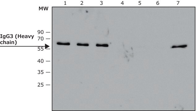 Anti-Human IgG3 antibody, Mouse monoclonal clone HP-6050, purified from hybridoma cell culture