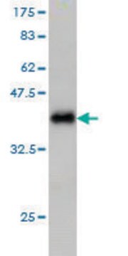 Monoclonal Anti-IL1F9 antibody produced in mouse clone 8A11, purified immunoglobulin, buffered aqueous solution