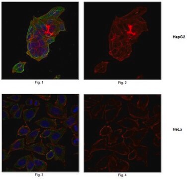 Anti-Leukemia-associated RhoGEF/LARG Antibody, clone 13D2.1 clone 13D2.1, from mouse