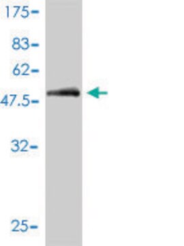 Monoclonal Anti-CD1A antibody produced in mouse clone M1-2-1B5, purified immunoglobulin, buffered aqueous solution