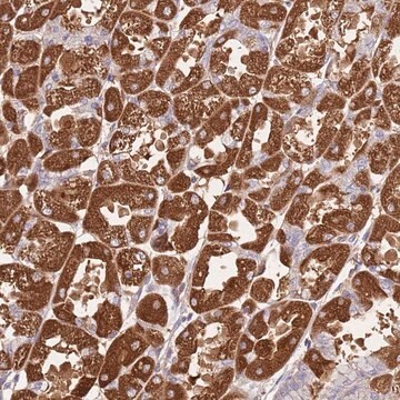 Anti-CRHR2 antibody produced in rabbit Prestige Antibodies&#174; Powered by Atlas Antibodies, affinity isolated antibody, buffered aqueous glycerol solution