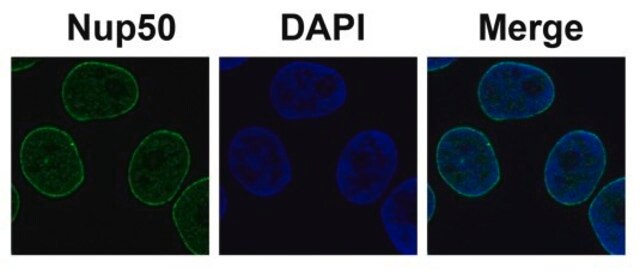 Anti-NUP50 antibody produced in rabbit affinity isolated antibody