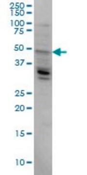 Monoclonal Anti-LASS4 antibody produced in mouse clone 2G6, purified immunoglobulin, buffered aqueous solution