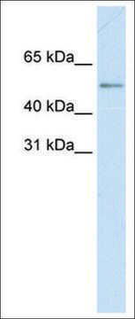 Anti-MyC (AB1) antibody produced in rabbit affinity isolated antibody