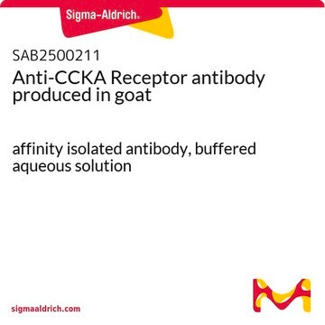 Anti-CCKA Receptor antibody produced in goat affinity isolated antibody, buffered aqueous solution