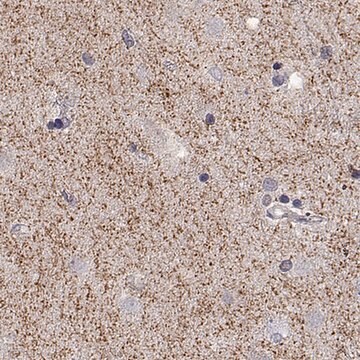 Anti-SLC6A3 antibody produced in rabbit Prestige Antibodies&#174; Powered by Atlas Antibodies, affinity isolated antibody